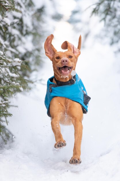 Verticale close-up van de Hongaarse vizsla-aanwijzerhond die in de sneeuw loopt