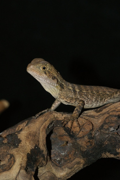 Verticale close-up van een Australische waterdraak Intellagama lesueurii op een boom tegen een zwarte achtergrond