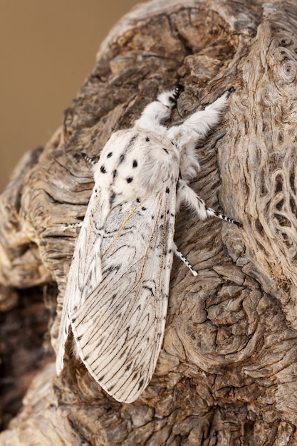 Verticale close-up van een cerura-erminea op een boomschors onder het zonlicht