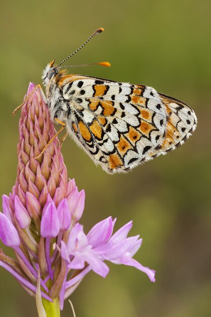 Verticale close-up van een gemarmerde witte vlinder op een roze bloem tegen wazig