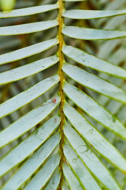 Verticale close-up van wasachtige witte bladeren op lange dunne stekels voor tropische planten