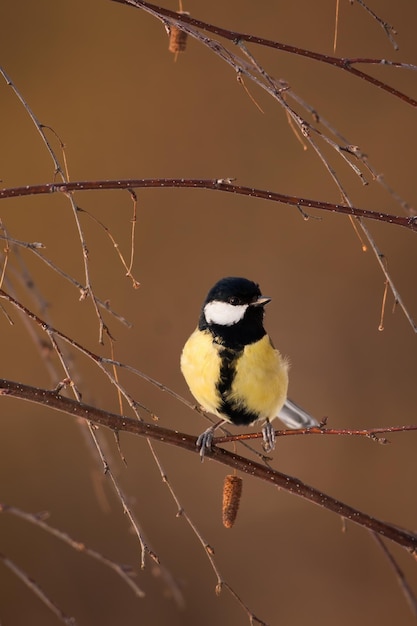 Verticale compositie van een koolmees zittend in de natuur tussen takken