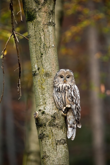 Verticale compositie van wilde uraluil in bos met kopieerruimte