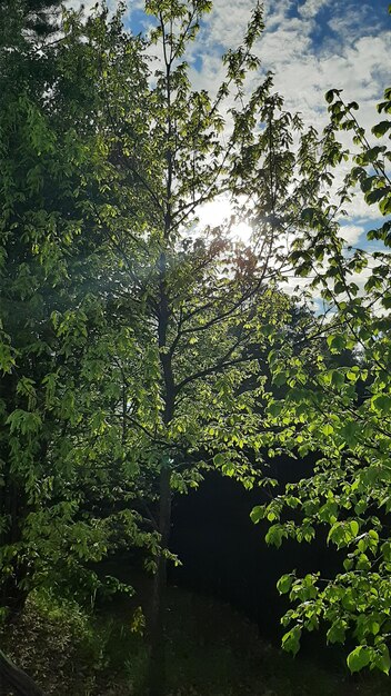 Verticale foto Dicht bos en de stralen van de zon