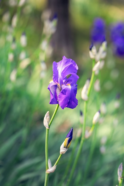 Verticale foto van een mooie knop van paarse irisbloem