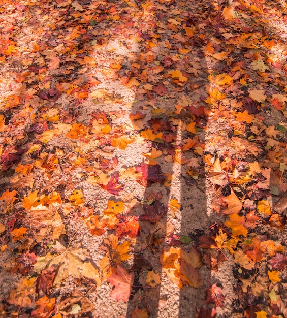 Verticale herfstachtergrond met gevallen esdoornbladeren van verschillende kleuren, op de grond in het park. De schaduw van het silhouet van een persoon.