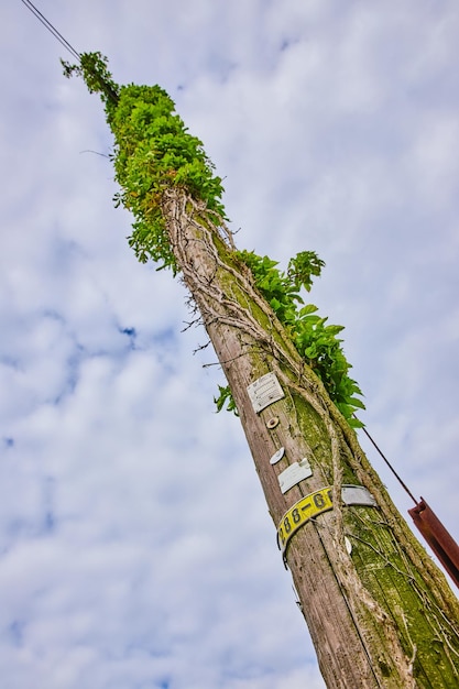 Verticale hoge telefoonpaal met dode klimop en groene kruipende plant die omhoog klimt