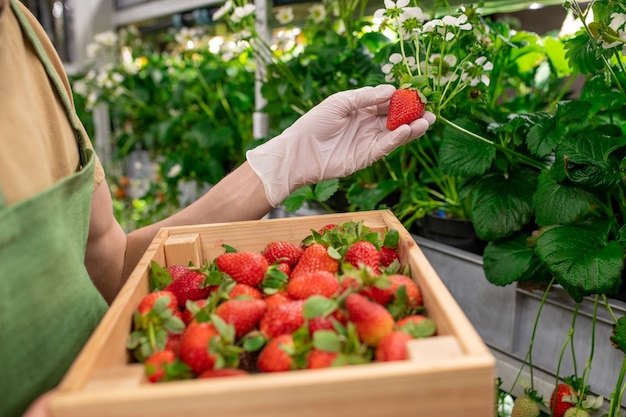 Verticale landarbeider met een doos aardbeien die een andere rijpe bes oppakt