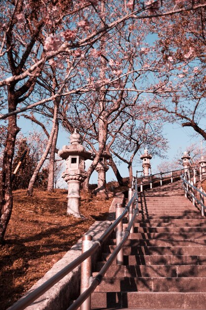 Verticale opname van de trap in het park met sakura Kersenbloesems Okinawa Japan