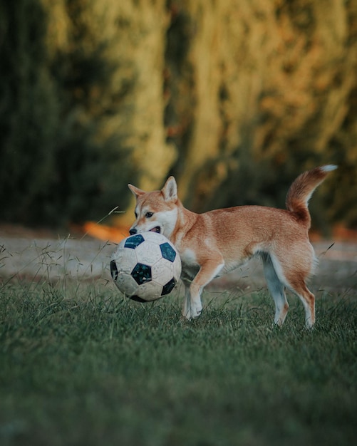 Verticale opname van een hond die met een voetbalbal speelt.