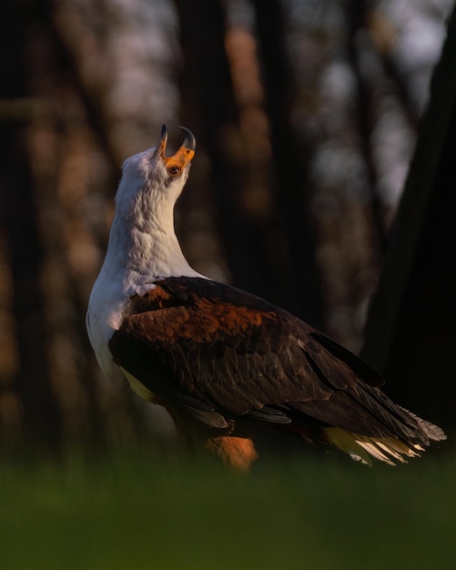 Verticale opname van een krijsende adelaar