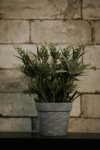 Verticale opname van een plant in een pot op een muurplank