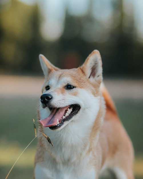 Verticale opname van een portret van een hond.