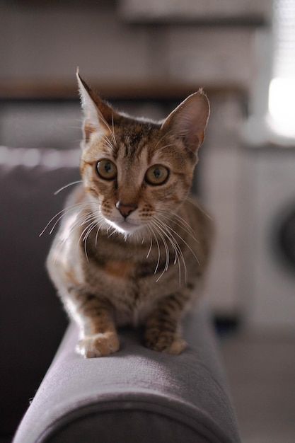 Verticale opname van een schattige gestreepte kat op een bank in een kamer met een wazige achtergrond