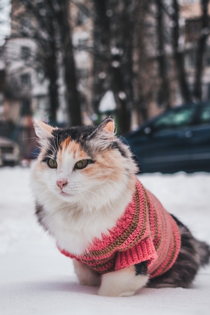 Verticale opname van een schattige kat in een trui die in de sneeuw ligt