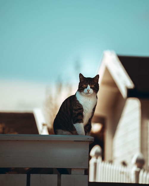 Verticale opname van een schattige zwart-witte kat zittend op een houten hek onder het zonlicht