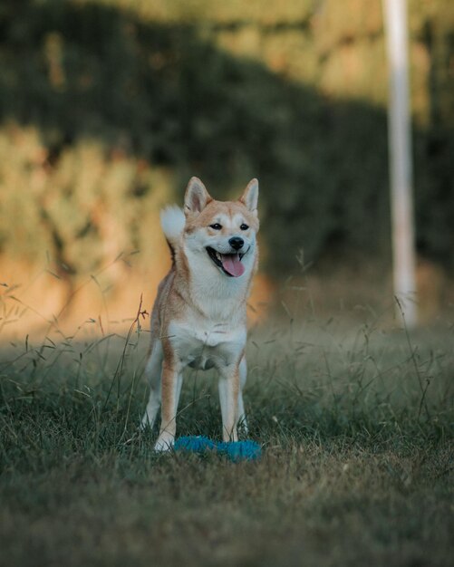 Verticale opname van een staande hond die naar de zijkant kijkt met een blauw speeltje op het gras.