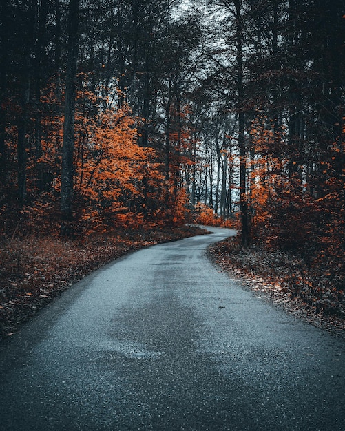 Verticale opname van een weg omringd door een bos in de herfst op een sombere dag - perfect voor wallpapers