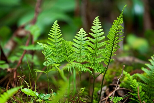 Verticale opname van groene varens die naast andere planten in het veld groeien