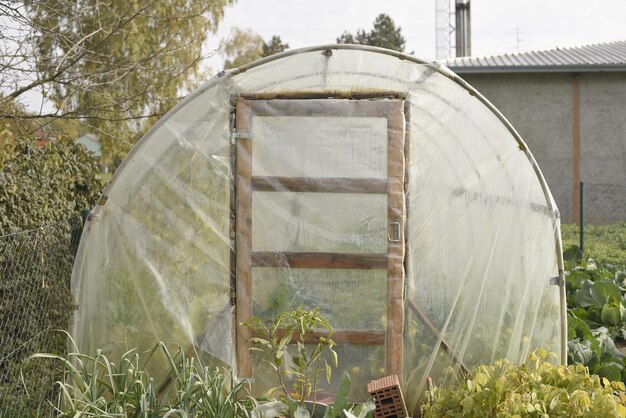 Verticale opname van het kweken van groenten in de tuin