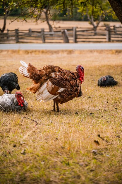 Verticale opname van kalkoenen op de boerderij