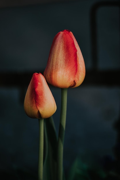 Verticale opname van verse rode en witte tulpen - geweldig voor achtergrond