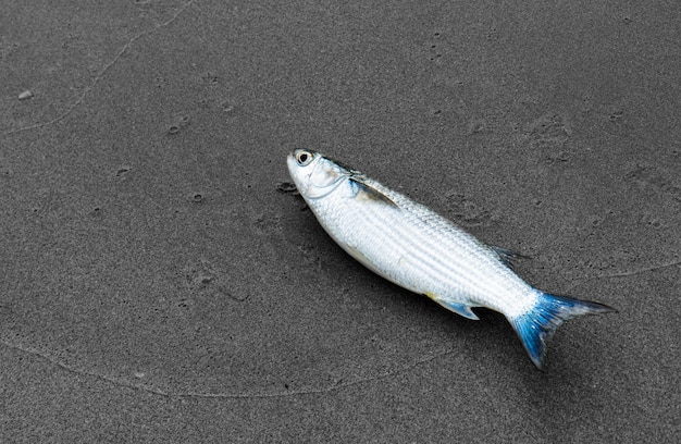 Verticale raamstijlvissen op het strand.