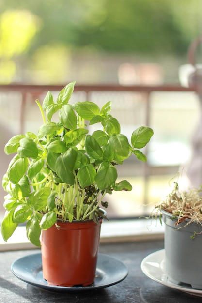 Verticale selectieve focusopname van basilicum- en korianderplanten op een tafel