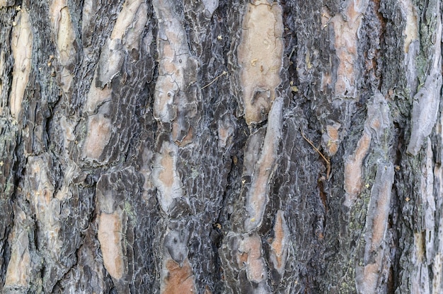 Verticale textuur Schors van oude pijnboom