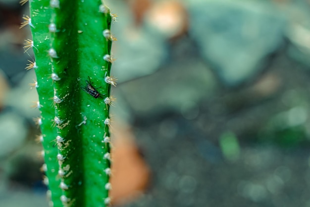 Verticale tuindecoratie decoratieve planten groeien in boompotten