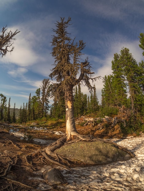 Verticale weergave van de oude knoestige naaldboom werd opgenomen met een groothoeklens Taiga, een mystiek bos bij zonsondergang. De krachtige wortels van de boom omringden een granieten rotsblok