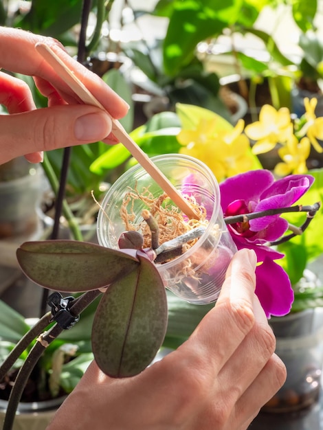 Verticale weergave van het leggen van mos in een pot baby orchidee zaailing in een transparante container met mos orchidee fokken indoor bloementeelt kopieer de ruimte