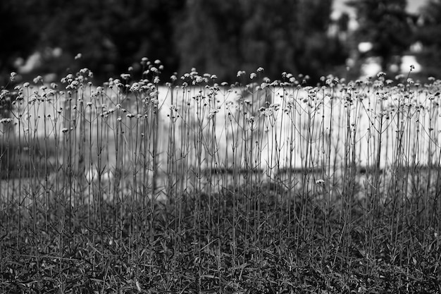 Foto verticale zwarte en witte bloemen backgroundhd