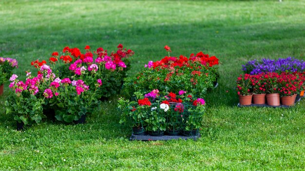 Vertoning van voorjaarsplanten en bloemen op groen gazon