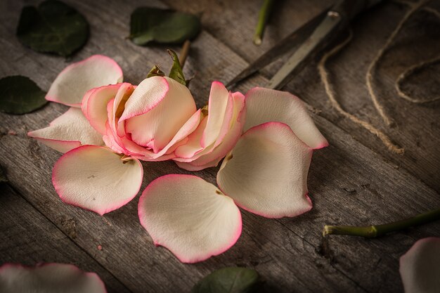 Vervaagde roze roos