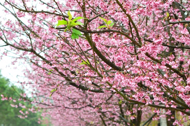 vervagen Prunus Cerasoides