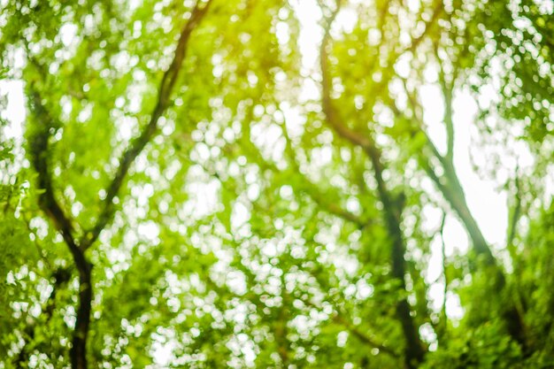 Foto vervagen van natuurlijke groene bladeren witte achtergrond.