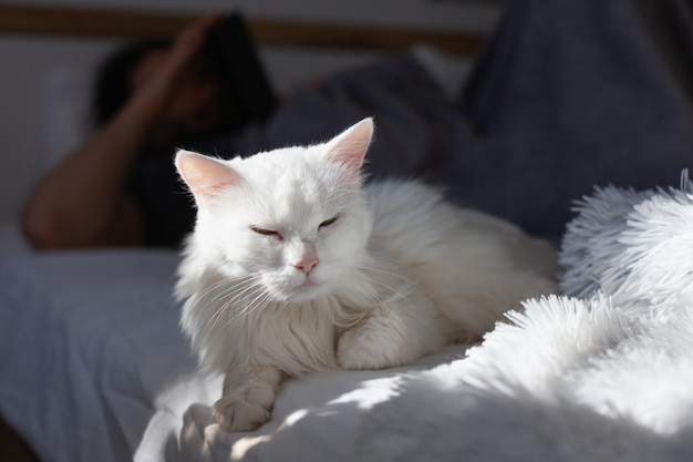 Verveeld jonge witte kat van gemengd ras onder plaid in moderne slaapkamer Kitty en man op bed Huisdier verwarmt op deken Zonnige koude winterweerdag Huisdierenvriendelijk en zorgconcept