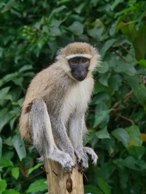 Vervet-aap die op hout zit op een achtergrond van groene bladeren