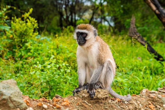 Vervet aap in Lake Manyara National Park, Tanzania