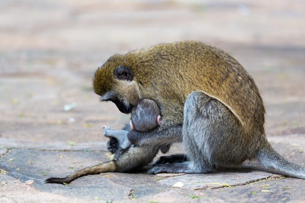작은 아기 원숭이가있는 Vervet 가족