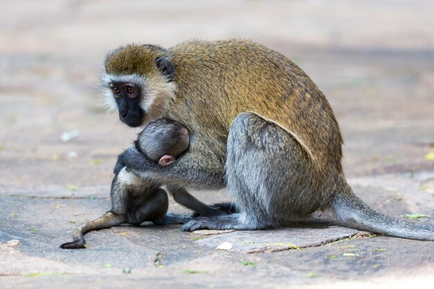 小さな赤ちゃん猿とベルベットの家族