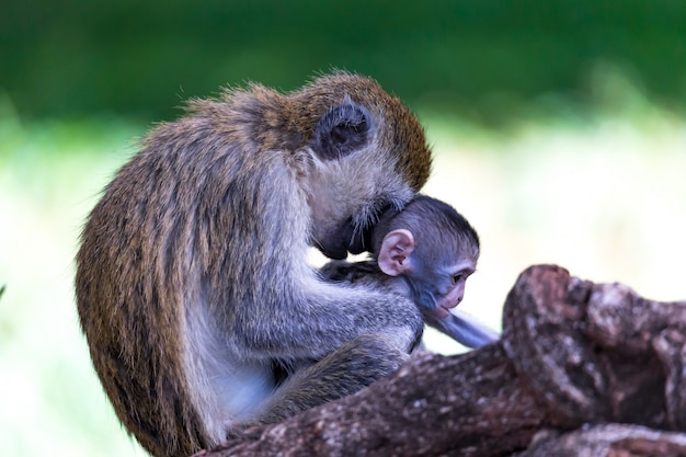 Una famiglia vervet con una piccola scimmia