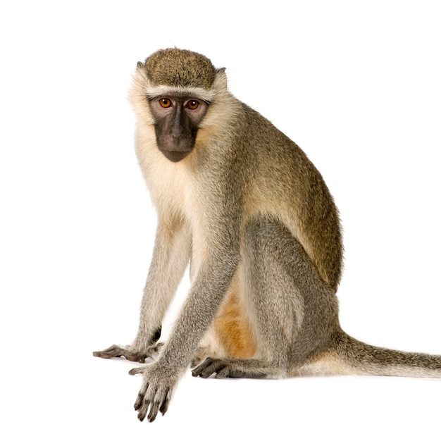 vervet monkey -  chlorocebus pygerythrus isolated