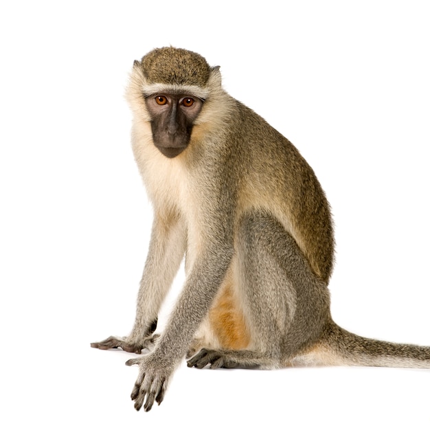 Vervet Monkey - Chlorocebus pygerythrus изолированы