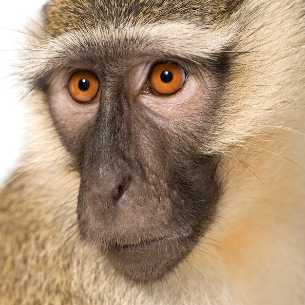 Photo vervet monkey -  chlorocebus pygerythrus isolated