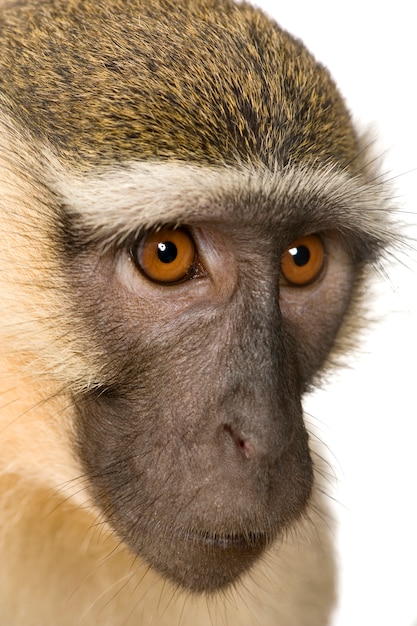 Photo vervet monkey -  chlorocebus pygerythrus isolated