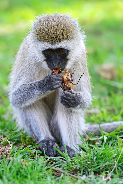 Vervet monkey (chlorocebus pygerythrus) in una riserva naturale in sud africa