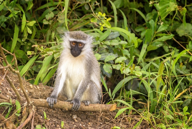 ベルベット モンキー クロロセバス ピゲリスラス 小さな霊長類 クイーン エリザベス国立公園 ウガンダ