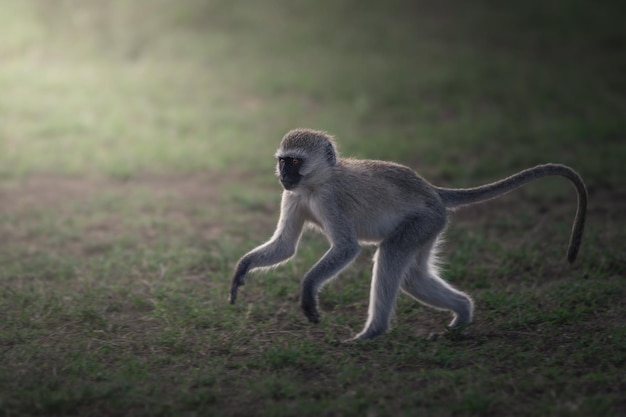 Vervet Monkey Chlorocebus pygerythrus